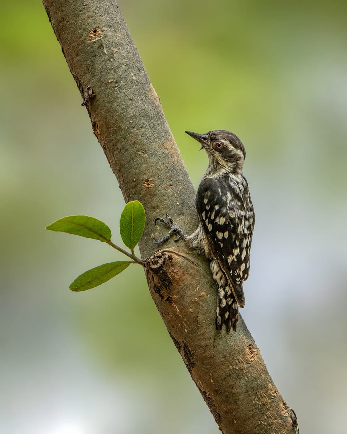 hamarbani image