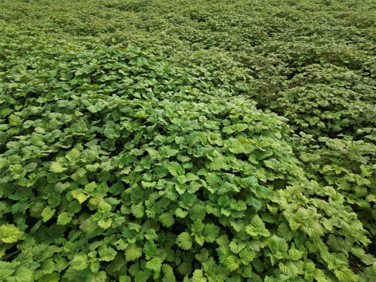 hamarbani image
