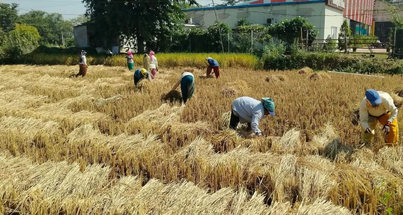 hamarbani image