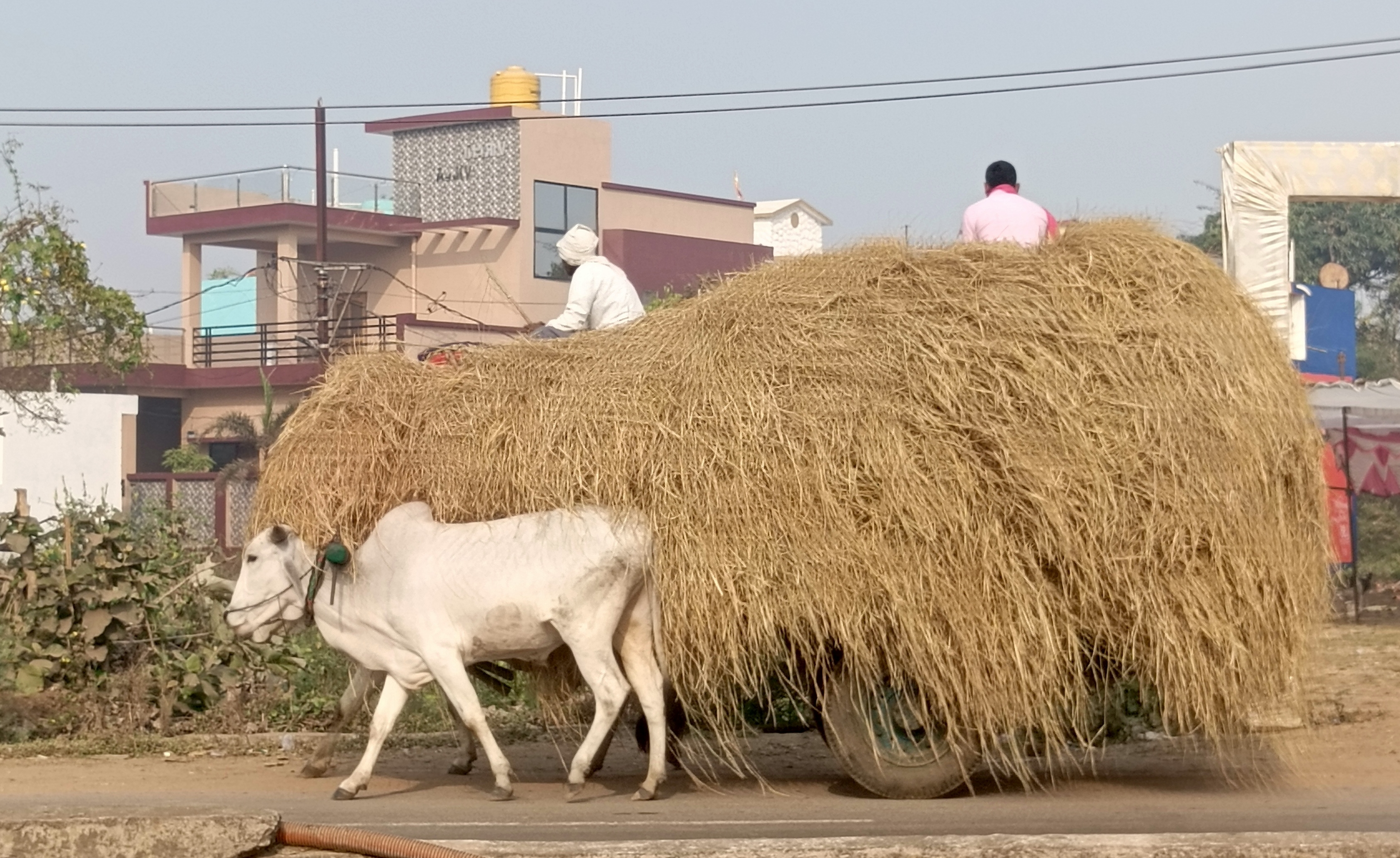 hamarbani image