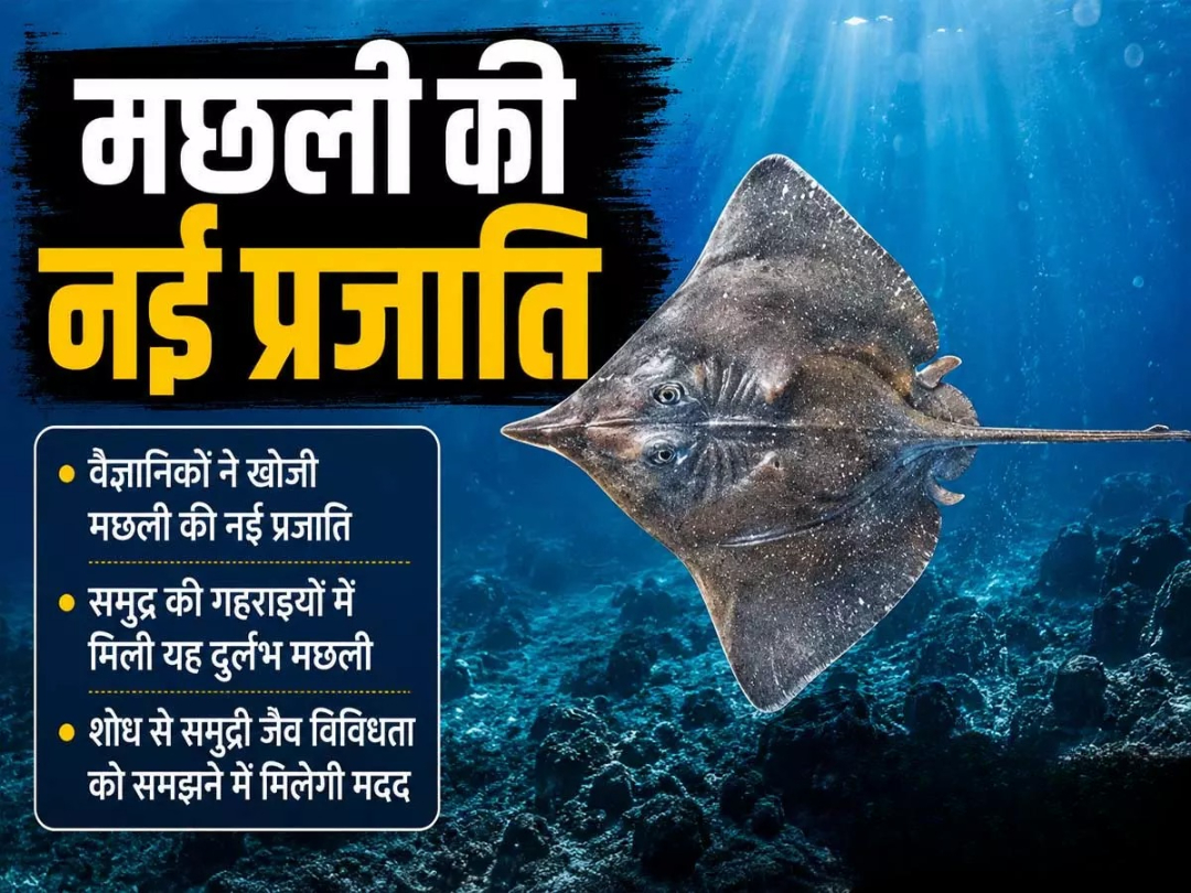 hamarbani image